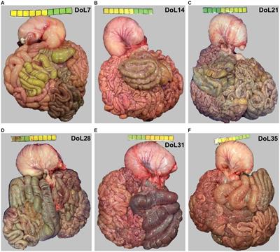 An insight into the temporal dynamics in the gut microbiome, metabolite signaling, immune response, and barrier function in suckling and weaned piglets under production conditions